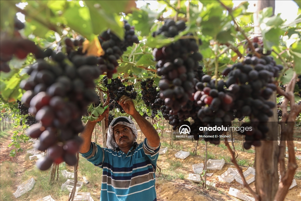 Mısır'da üzüm hasadı başladı