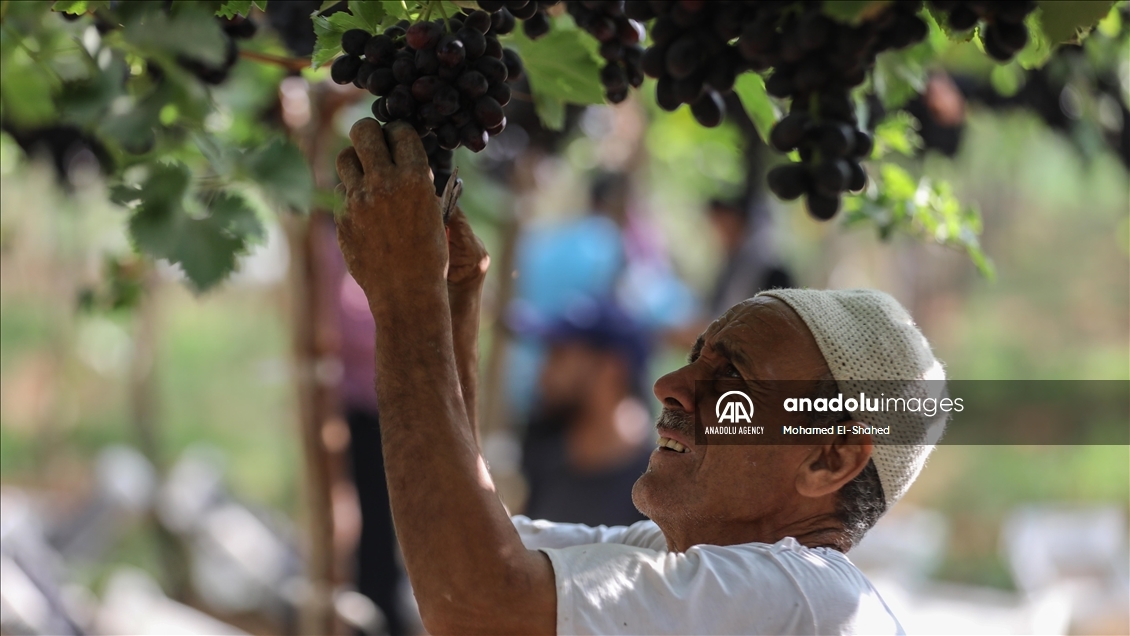 آغاز برداشت انگور در مصر