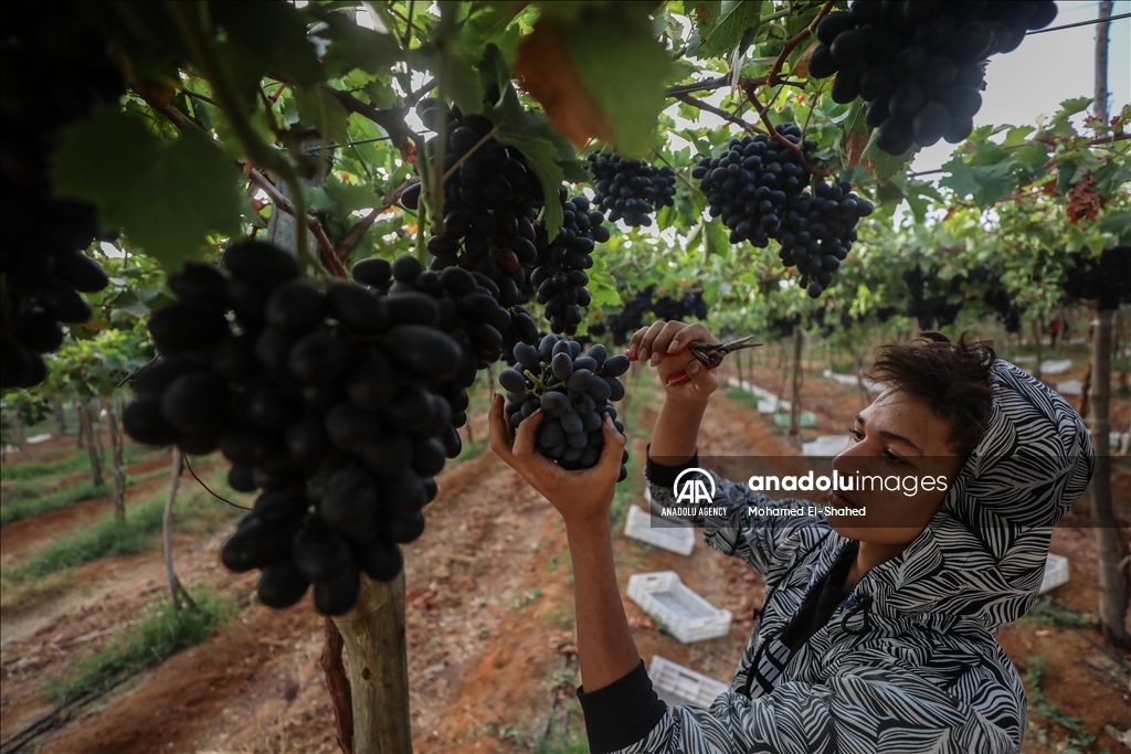 آغاز برداشت انگور در مصر