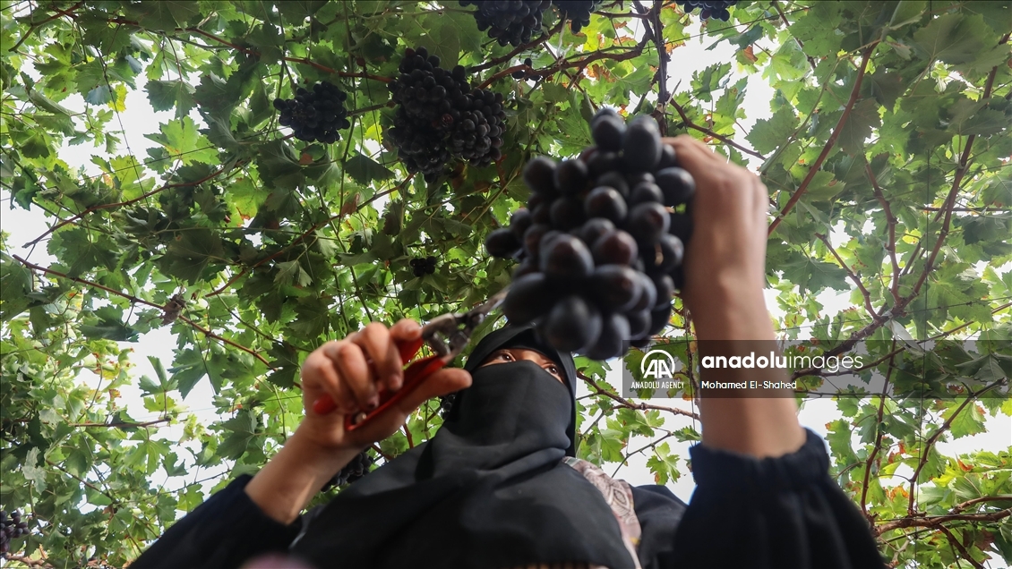 آغاز برداشت انگور در مصر