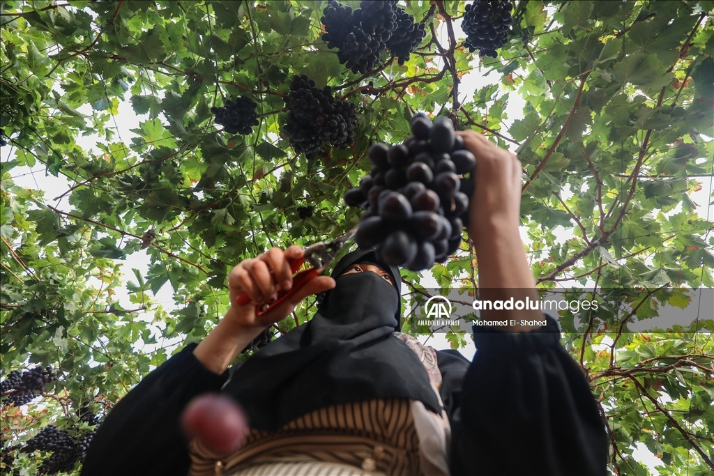 Mısır'da üzüm hasadı başladı