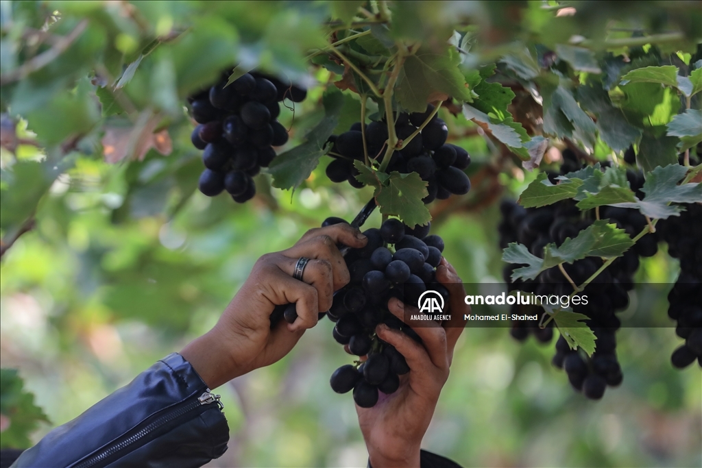 آغاز برداشت انگور در مصر