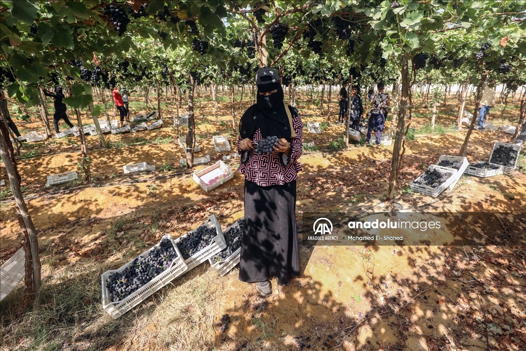 آغاز برداشت انگور در مصر