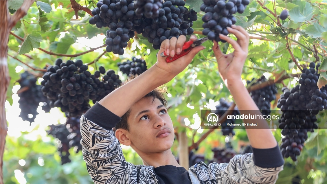 آغاز برداشت انگور در مصر