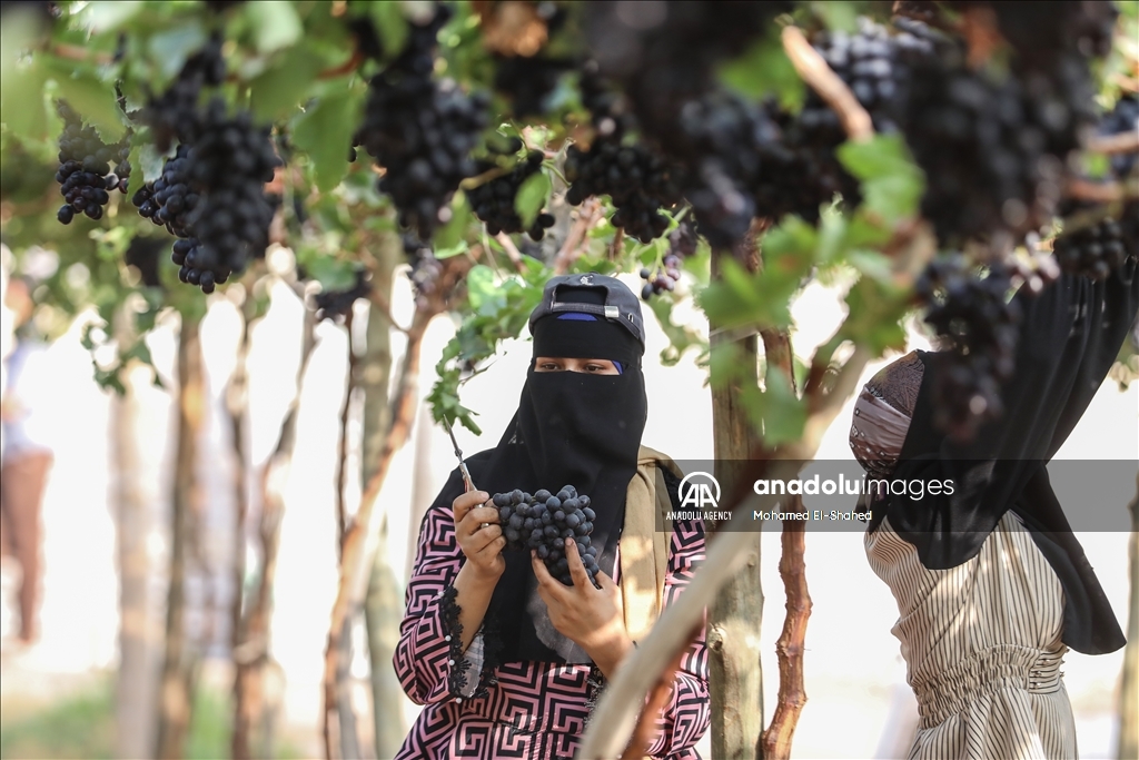 آغاز برداشت انگور در مصر