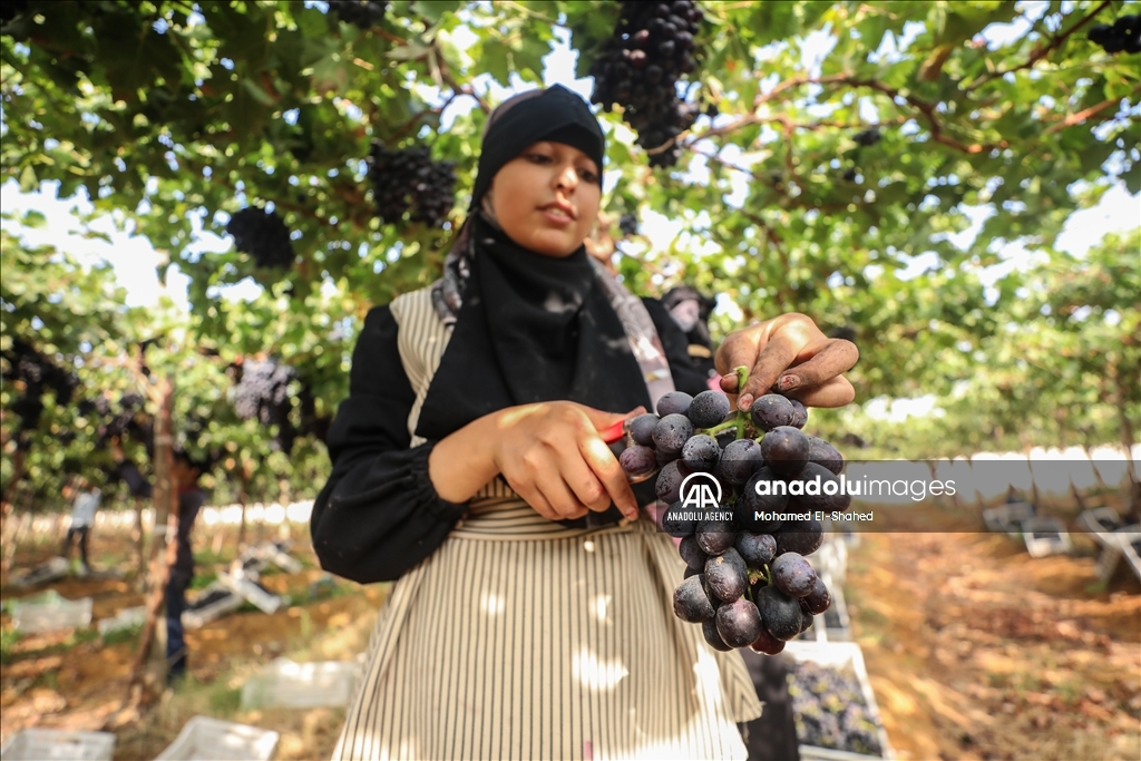 آغاز برداشت انگور در مصر