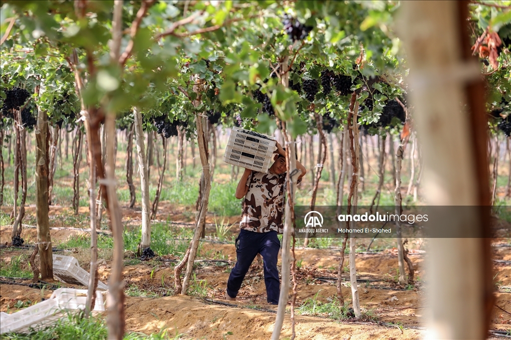 آغاز برداشت انگور در مصر