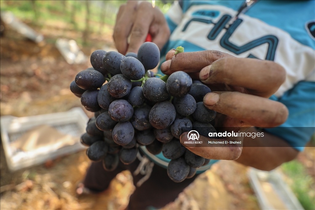 آغاز برداشت انگور در مصر
