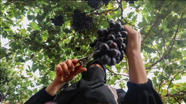 آغاز برداشت انگور در مصر
