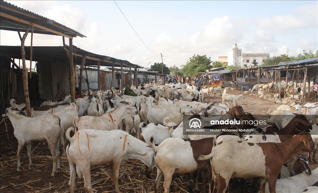 Somali'de Kurban Bayramı hazırlıkları