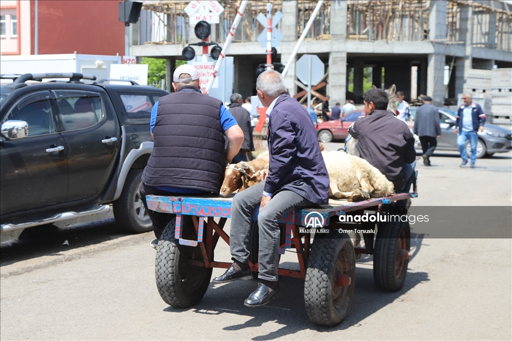 Kars'ta kurbanlıklar at arabalarıyla taşınıyor