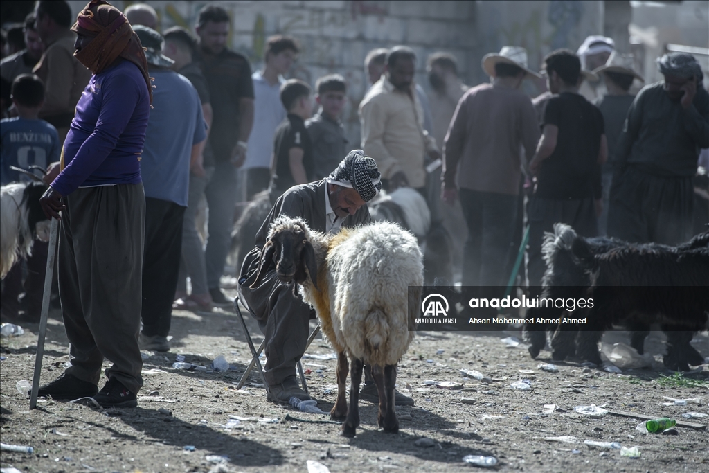 Erbil'de Kurban Bayramı öncesi hayvan pazarında hareketlilik yaşanıyor
