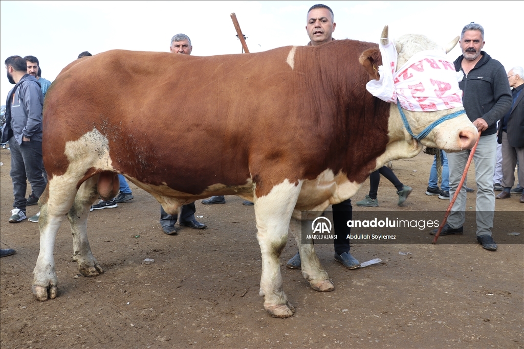 Doğu Anadolu'daki hayvan pazarlarında arife yoğunluğu yaşanıyor