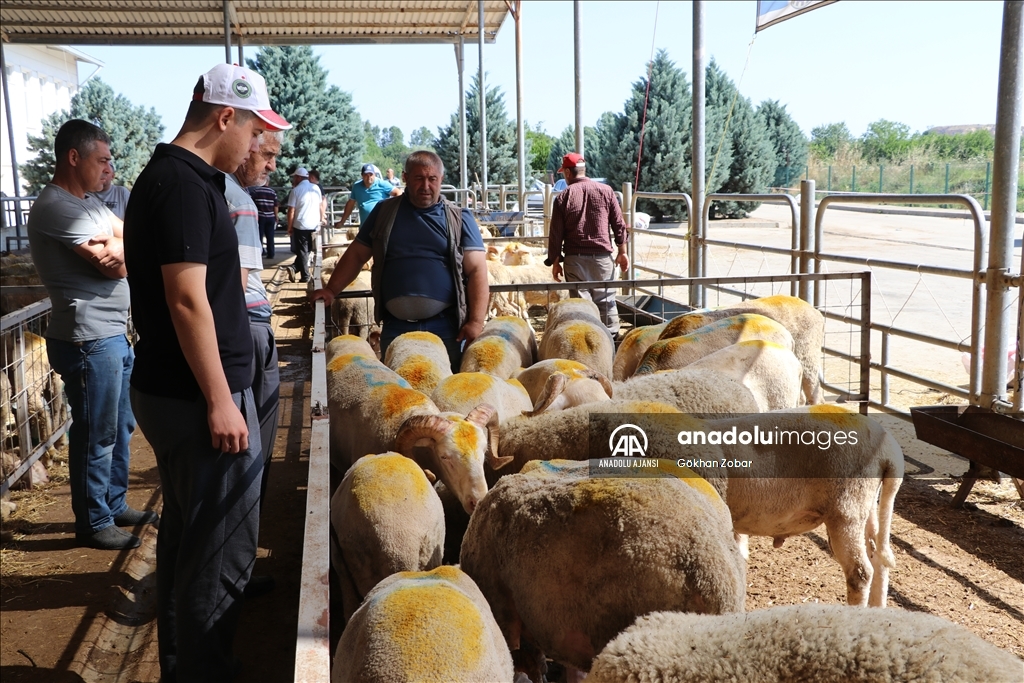 Trakya'da kurban pazarlarında arife hareketliliği