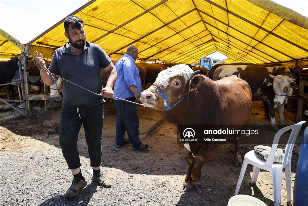 İstanbul'da arife günü kurban pazarında hareketlilik yaşanıyor