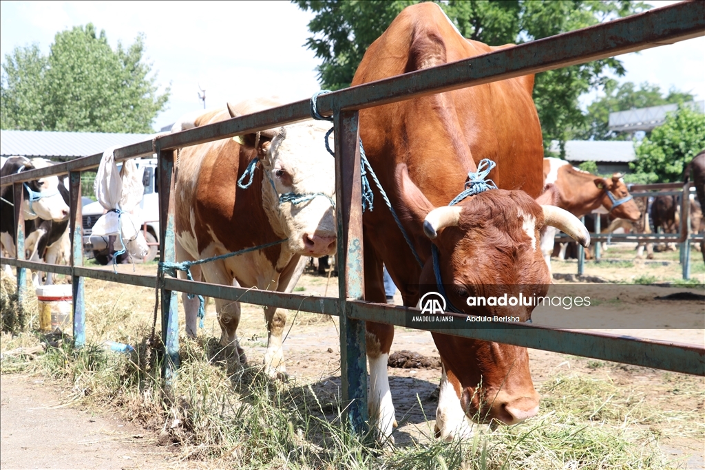 Kuzey Makedonya'da Kurban Bayramı hazırlıkları