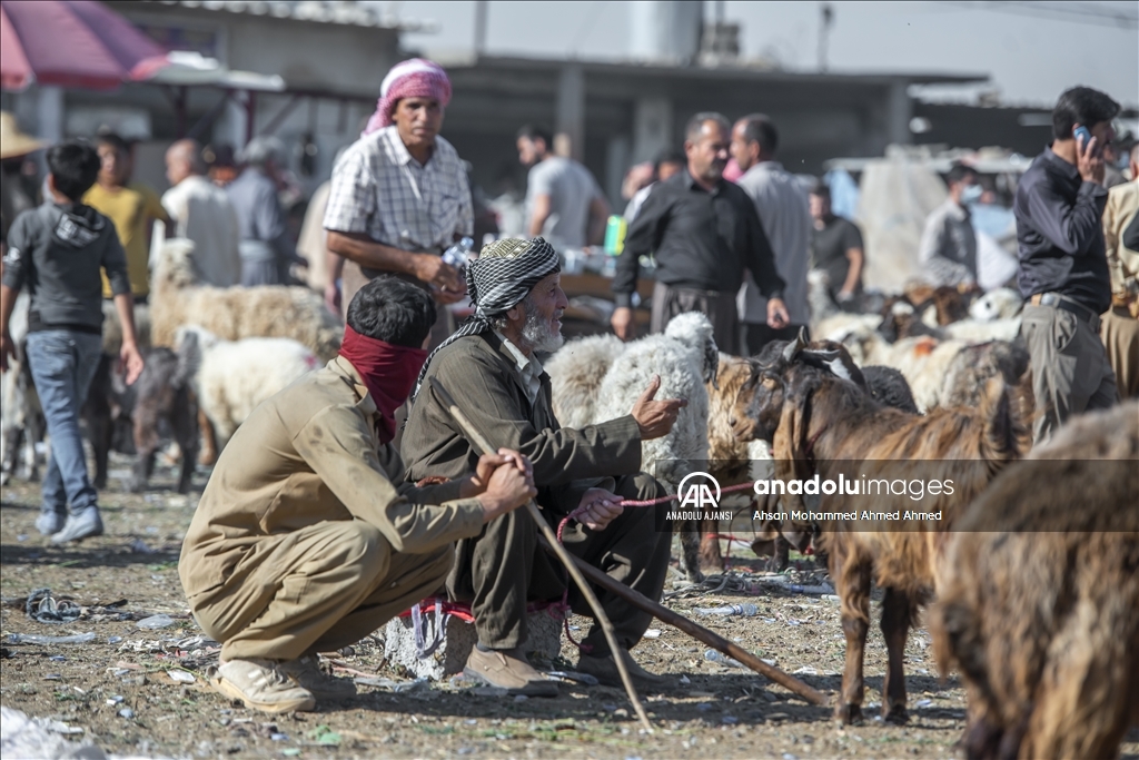 Erbil'de Kurban Bayramı öncesi hayvan pazarında hareketlilik yaşanıyor