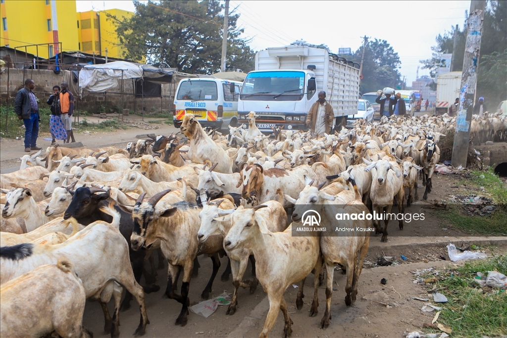 Kenya'da Kurban Bayramı hazırlıkları