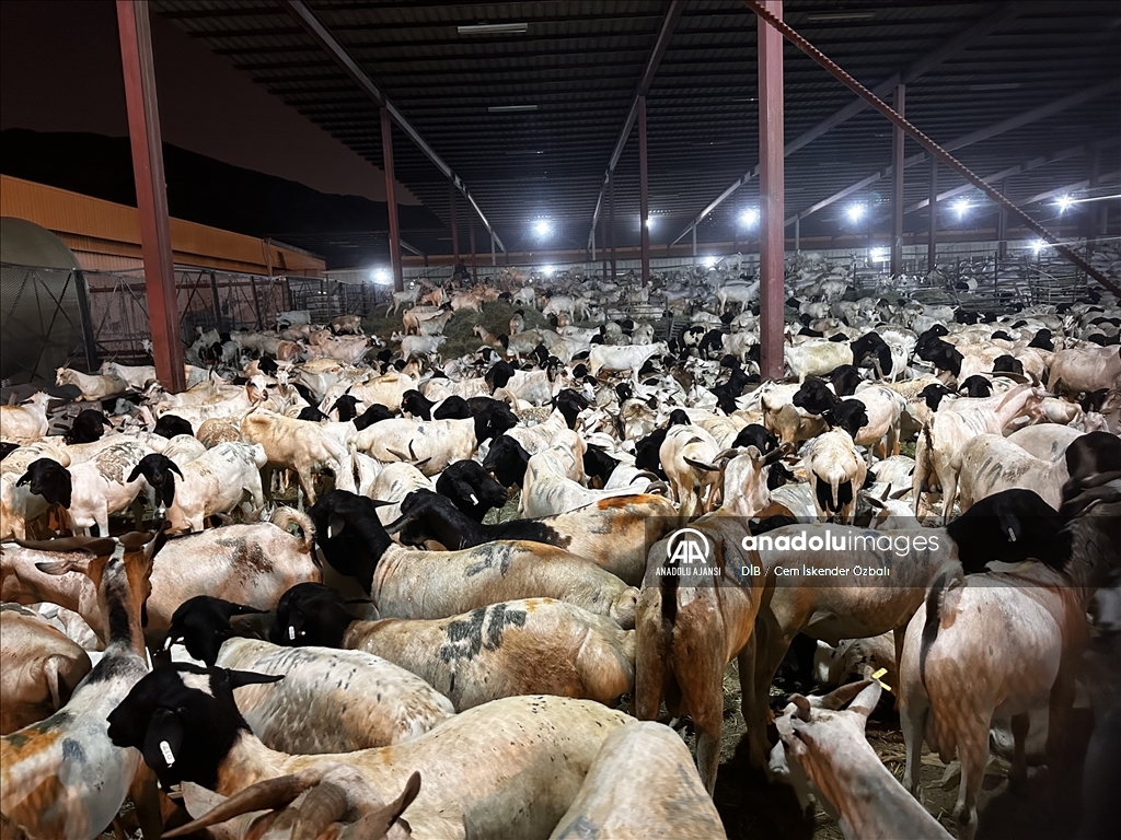 Kutsal topraklarda hac coşkusu