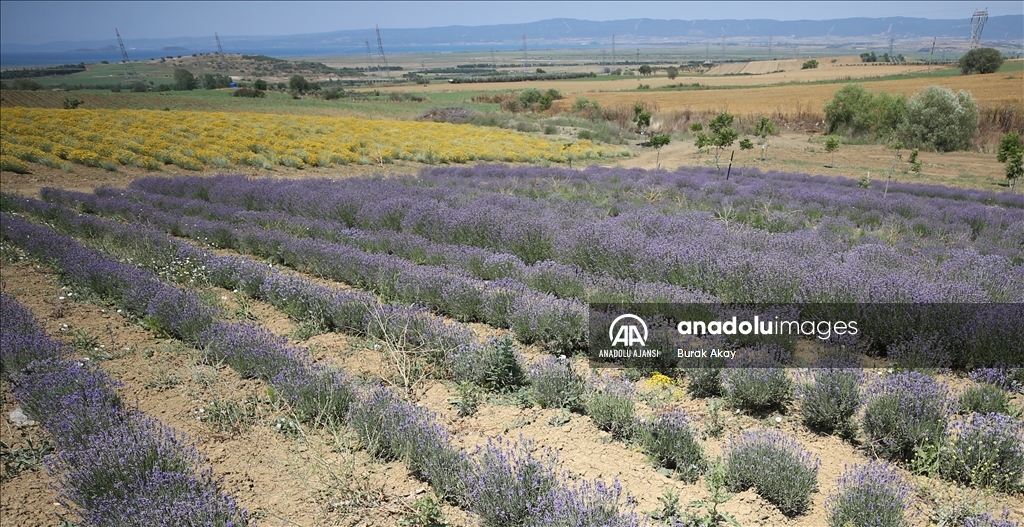 Banka yöneticisi tıbbi aromatik bitki sektöründe 14 ülkeye ihracat yapıyor