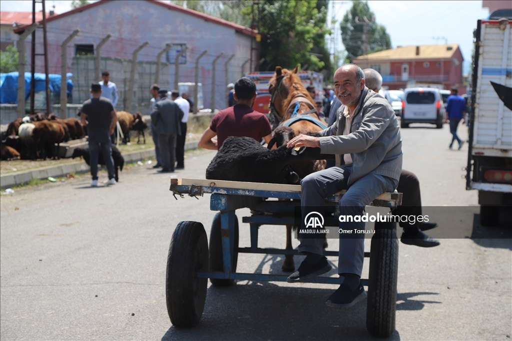 Kars'ta kurbanlıklar at arabalarıyla taşınıyor