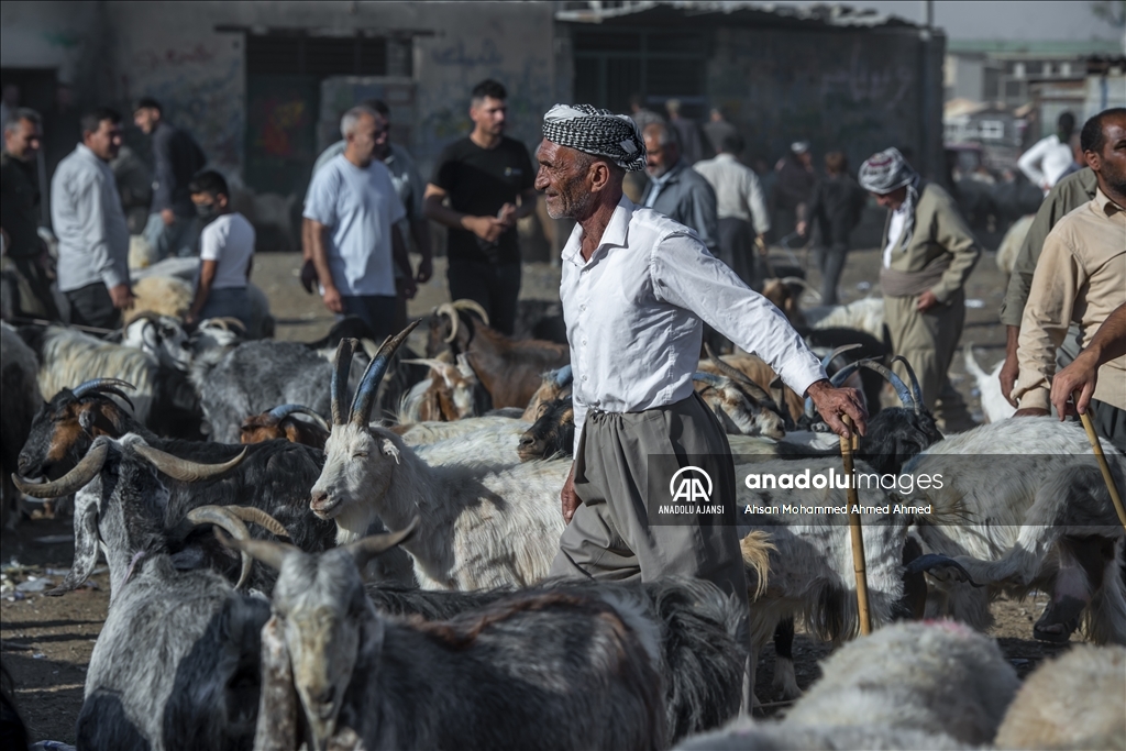 Erbil'de Kurban Bayramı öncesi hayvan pazarında hareketlilik yaşanıyor