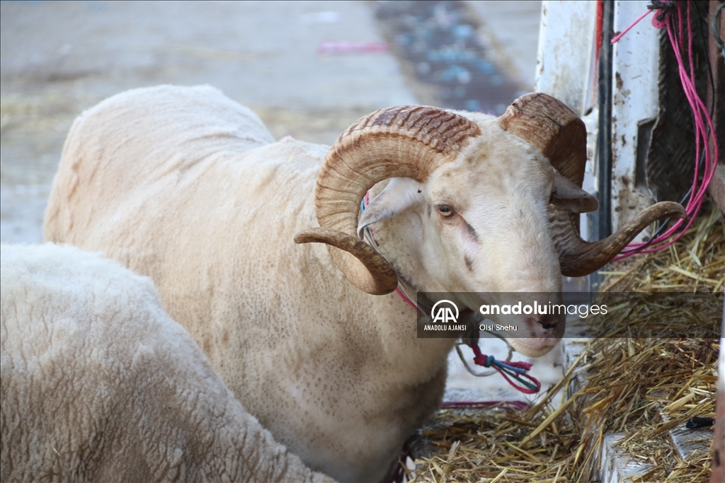 Arnavutluk'ta Kurban Bayramı hazırlıkları