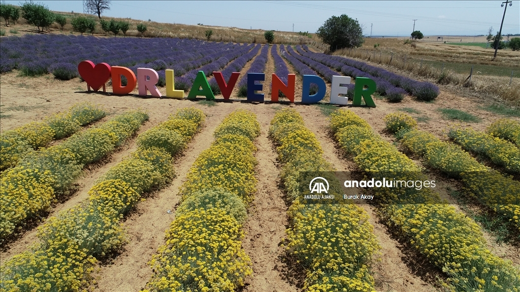 Banka yöneticisi tıbbi aromatik bitki sektöründe 14 ülkeye ihracat yapıyor