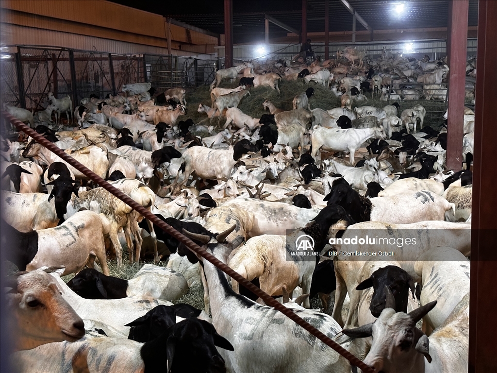 Kutsal topraklarda hac coşkusu