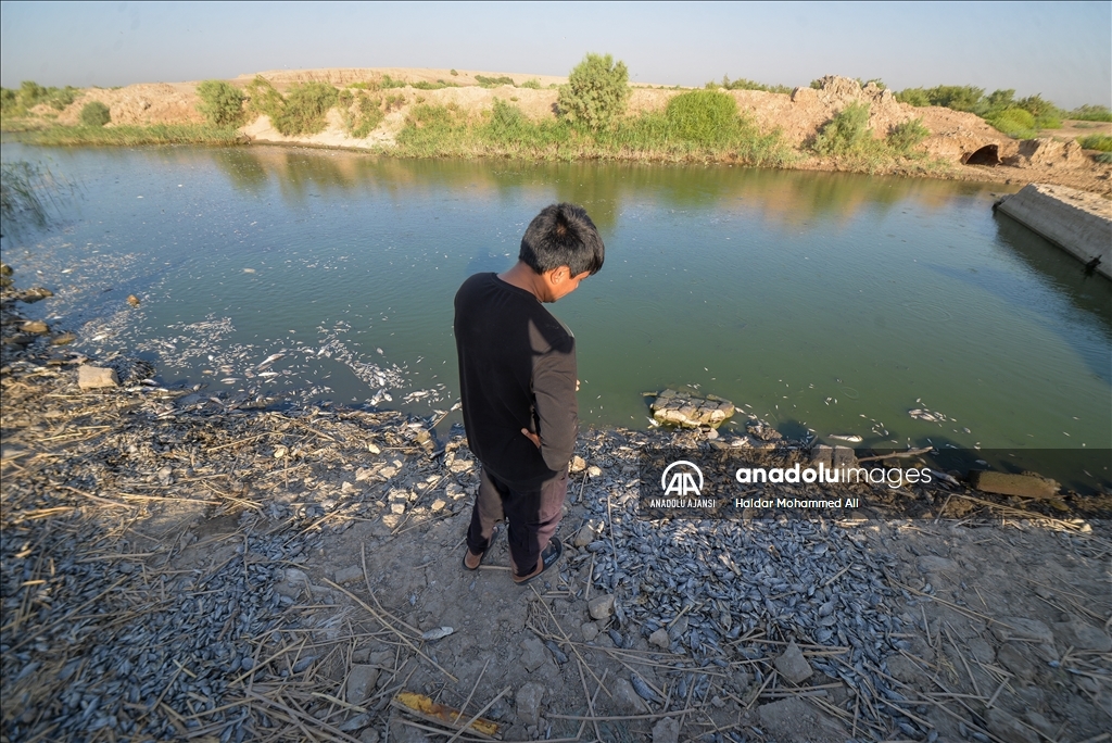 Irak’ın güneyinde tonlarca nehir balığı, oksijensiz kalınca can verdi