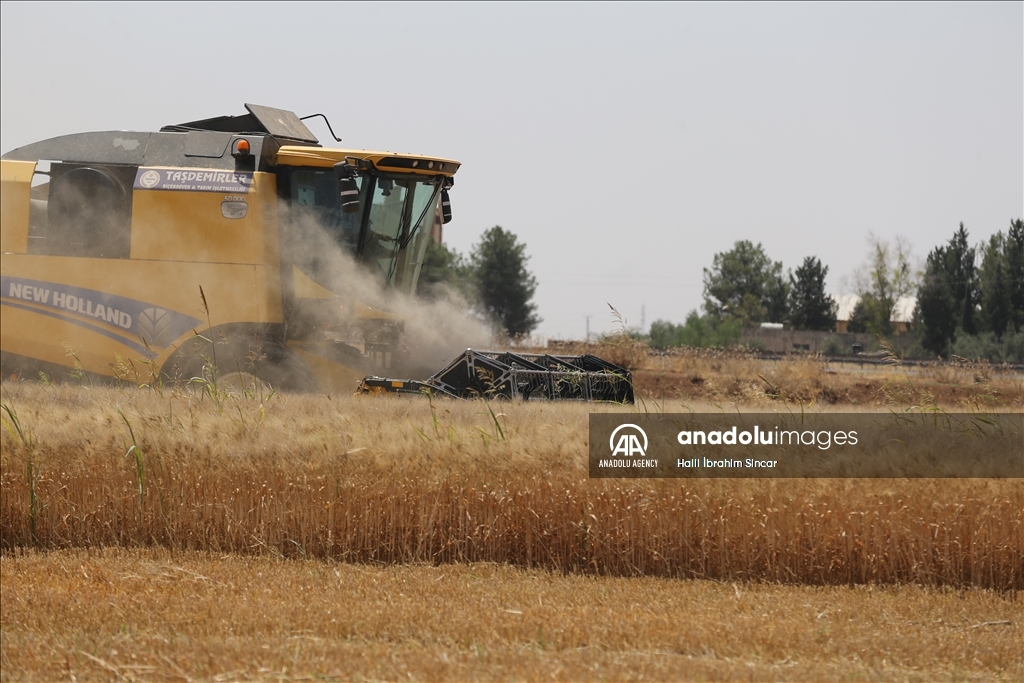 Li Deşta Mêrdînê xêr û bereketa genim zêde ye