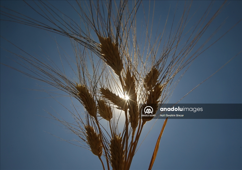 Li Deşta Mêrdînê xêr û bereketa genim zêde ye