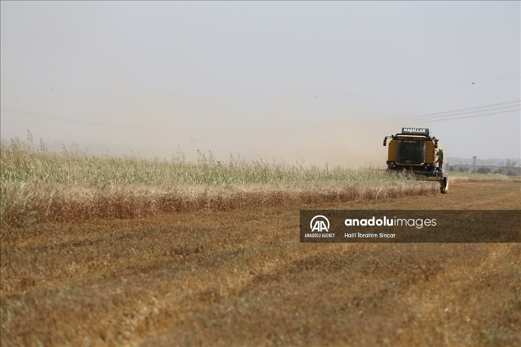 Li Deşta Mêrdînê xêr û bereketa genim zêde ye