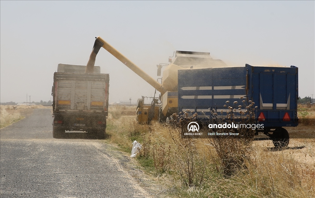 Li Deşta Mêrdînê xêr û bereketa genim zêde ye