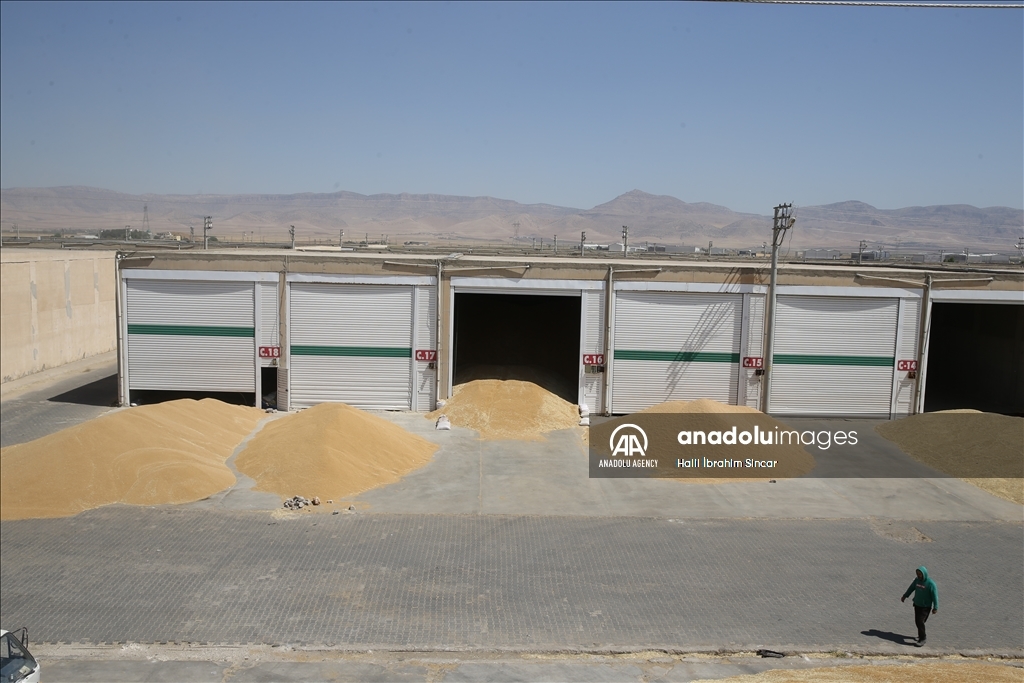 Li Deşta Mêrdînê xêr û bereketa genim zêde ye