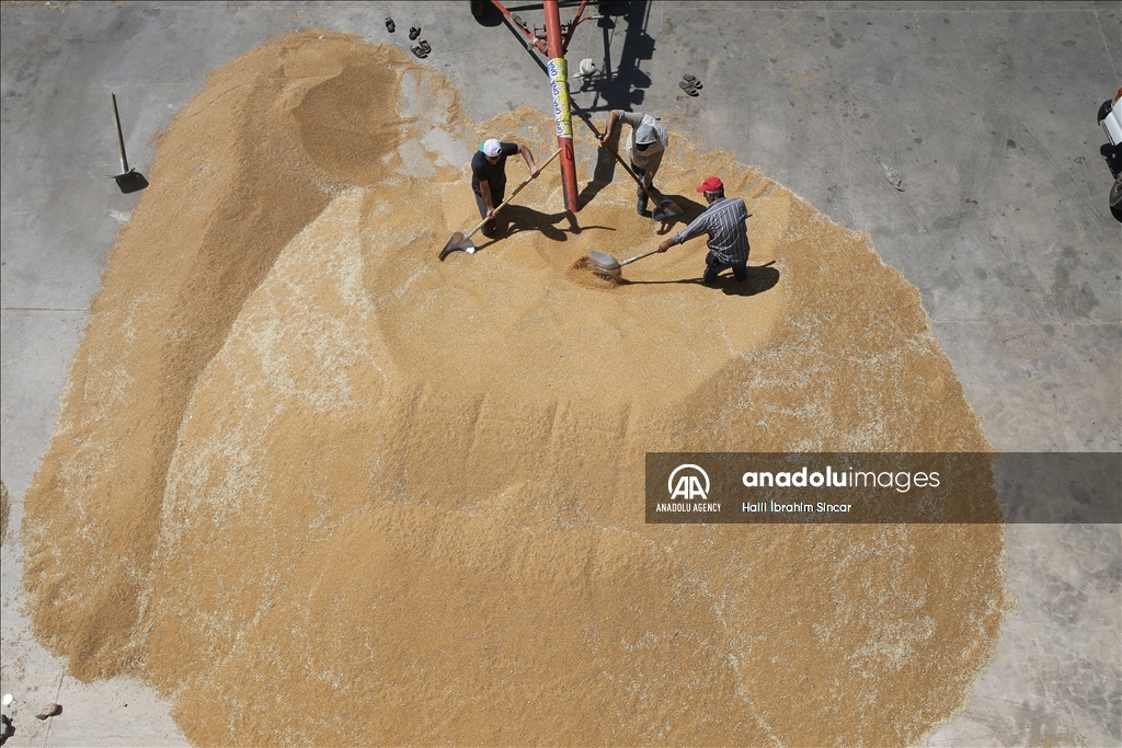 Li Deşta Mêrdînê xêr û bereketa genim zêde ye