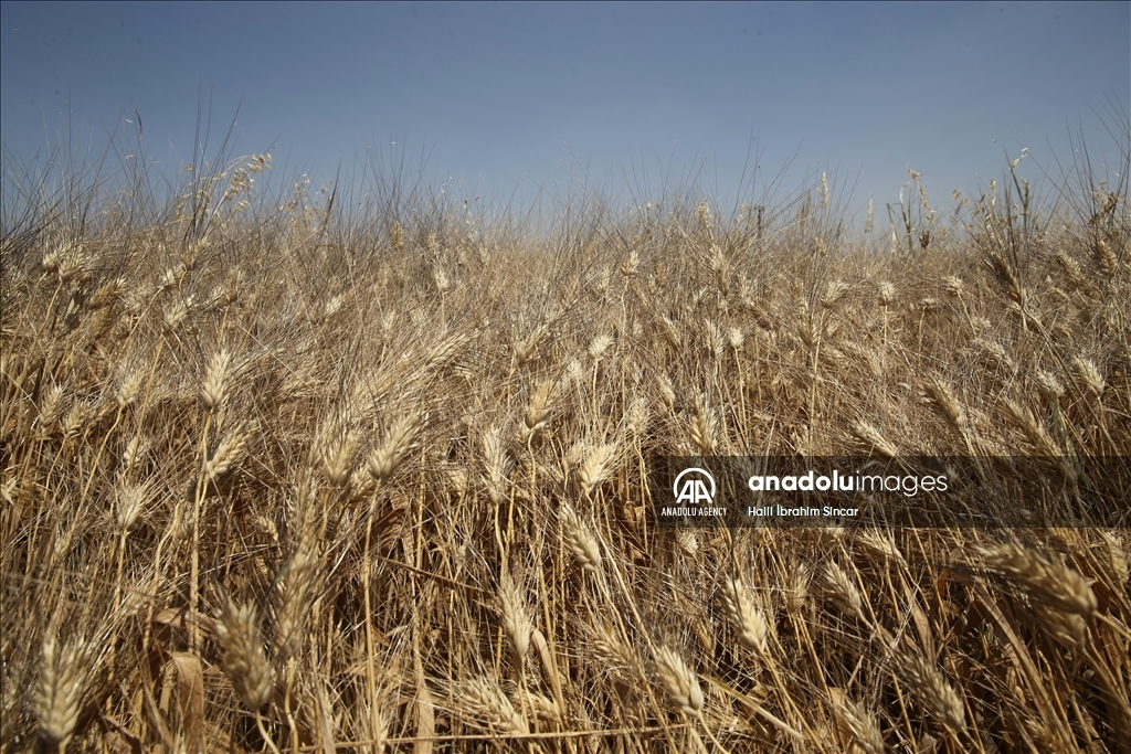 Li Deşta Mêrdînê xêr û bereketa genim zêde ye