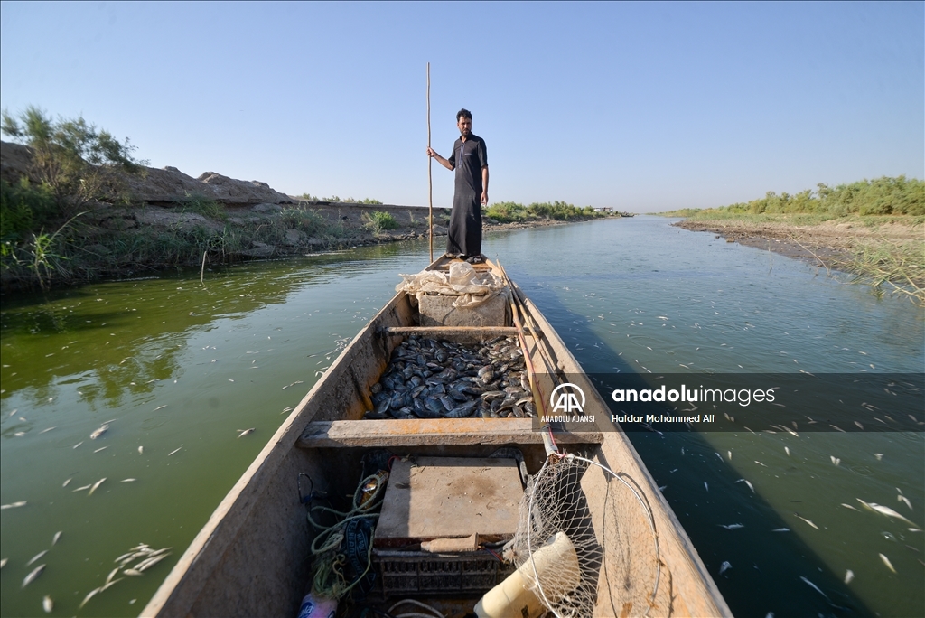 Irak’ın güneyinde tonlarca nehir balığı, oksijensiz kalınca can verdi