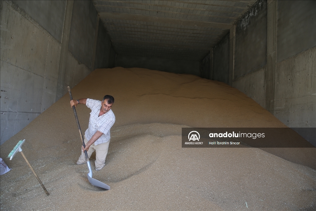 Li Deşta Mêrdînê xêr û bereketa genim zêde ye