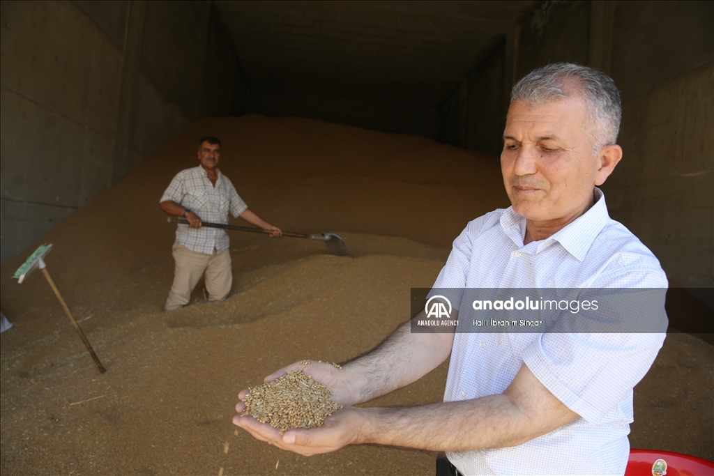 Li Deşta Mêrdînê xêr û bereketa genim zêde ye