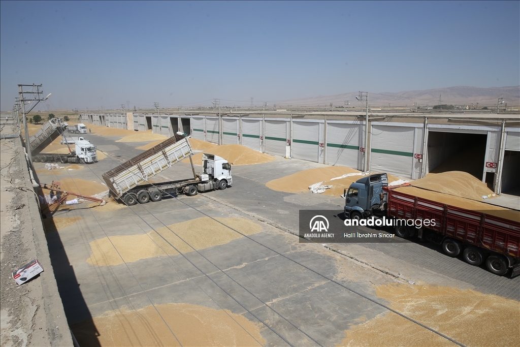 Li Deşta Mêrdînê xêr û bereketa genim zêde ye