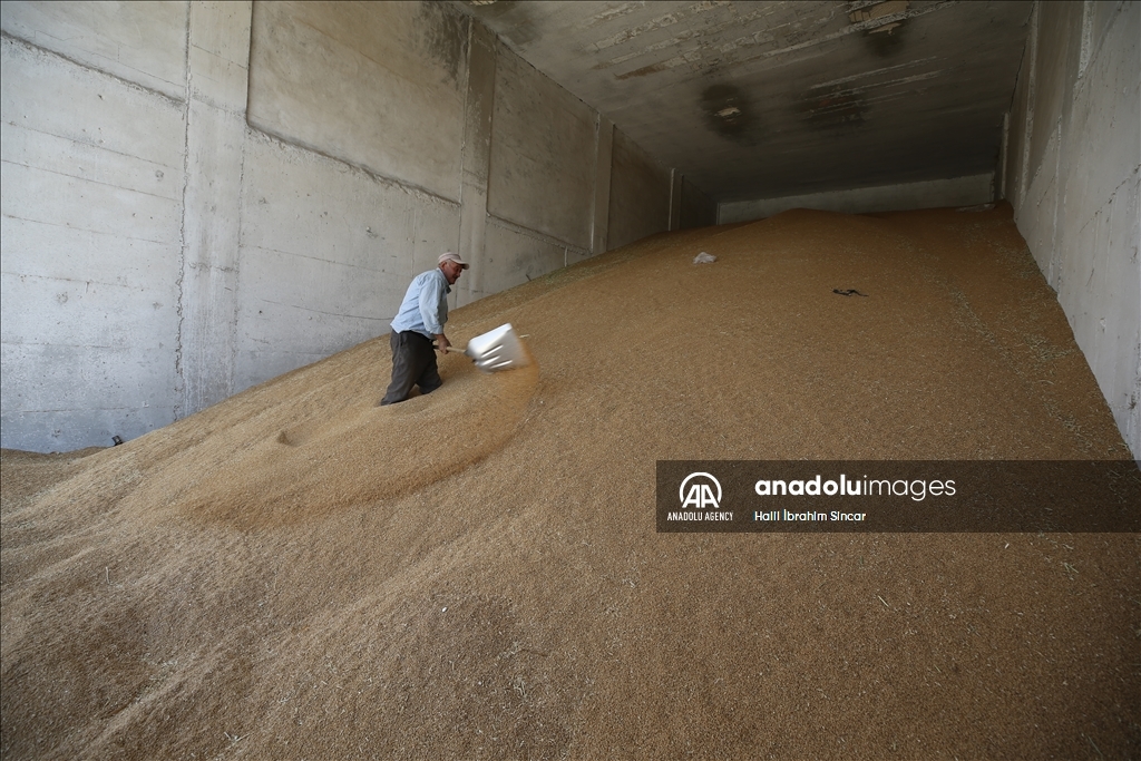 Li Deşta Mêrdînê xêr û bereketa genim zêde ye