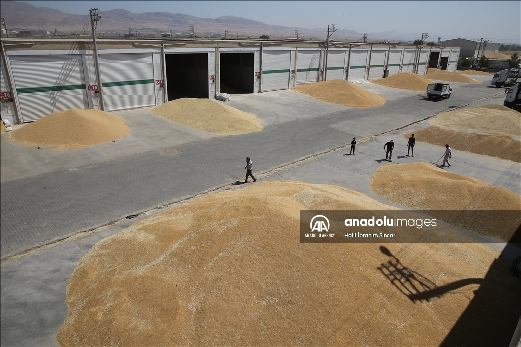 Li Deşta Mêrdînê xêr û bereketa genim zêde ye