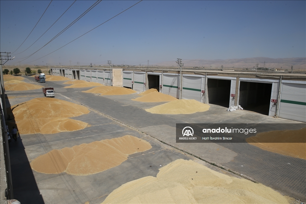 Li Deşta Mêrdînê xêr û bereketa genim zêde ye