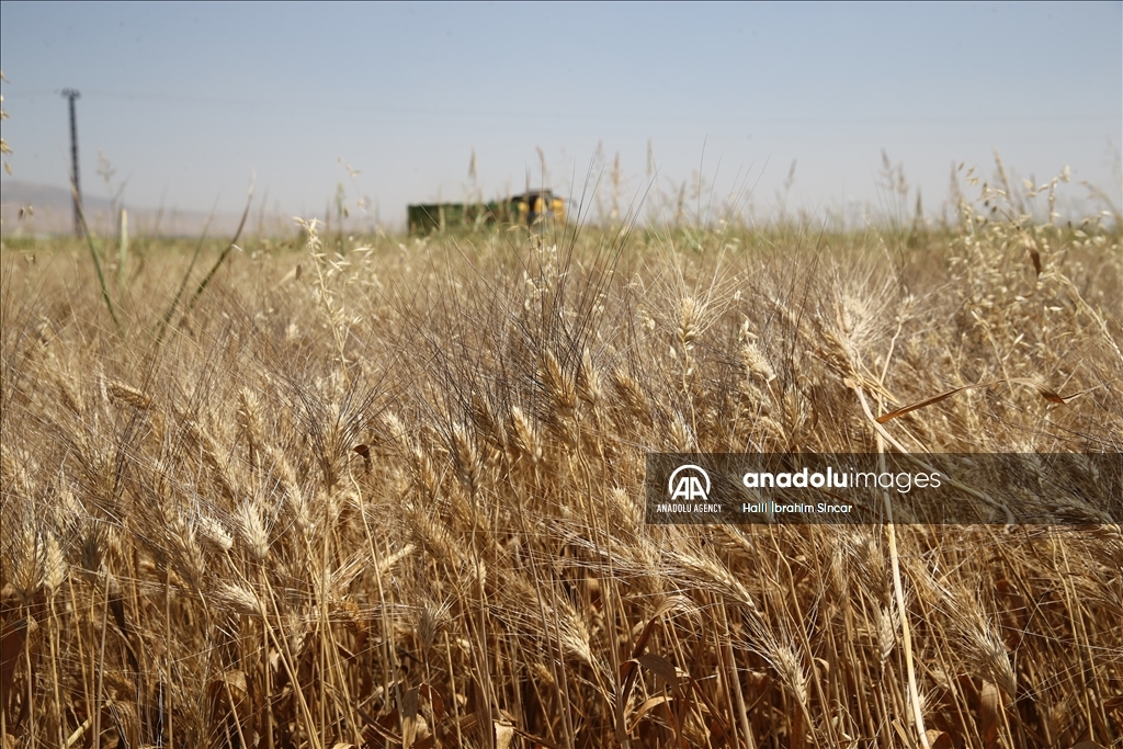 Li Deşta Mêrdînê xêr û bereketa genim zêde ye
