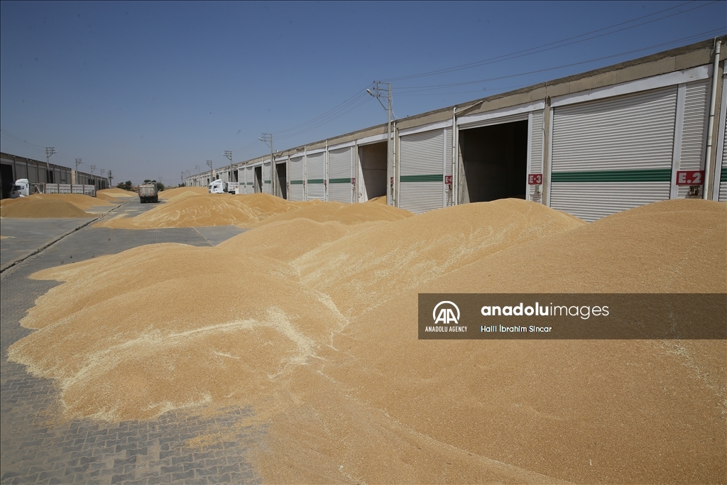 Li Deşta Mêrdînê xêr û bereketa genim zêde ye