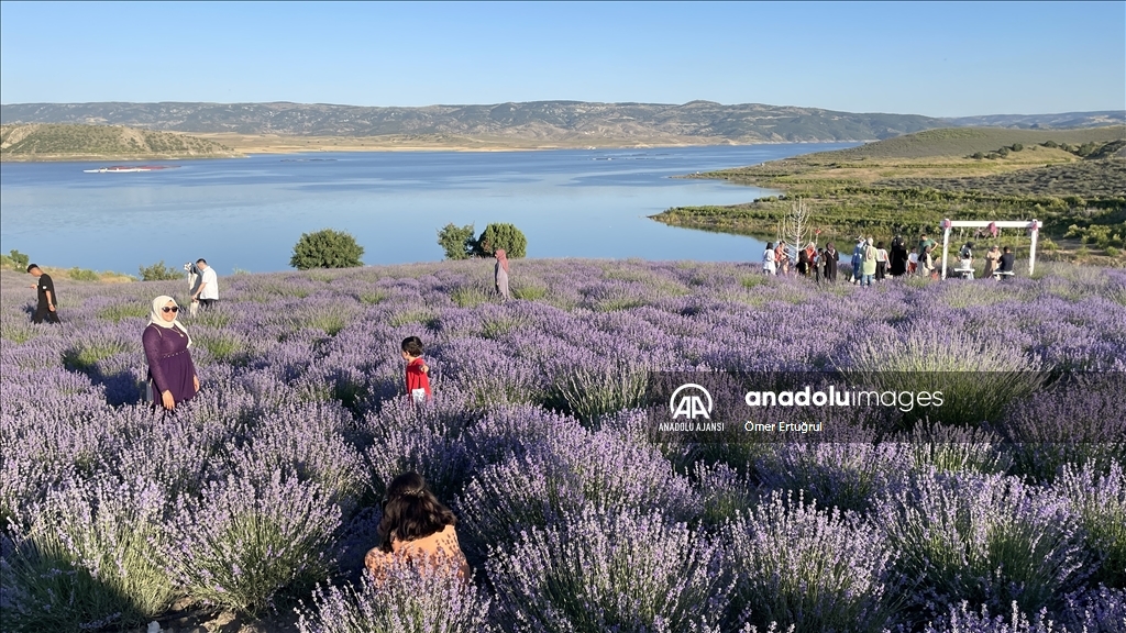 Yozgat Çekerek Barajı lavanta kokusuyla misafirlerini ağırlıyor