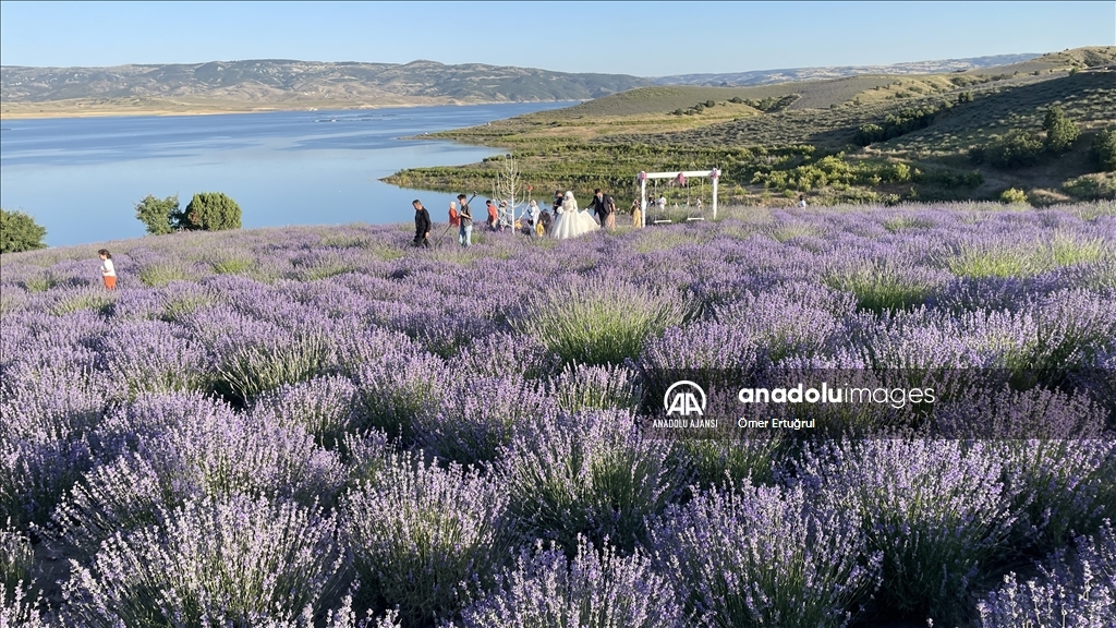 Yozgat Çekerek Barajı lavanta kokusuyla misafirlerini ağırlıyor