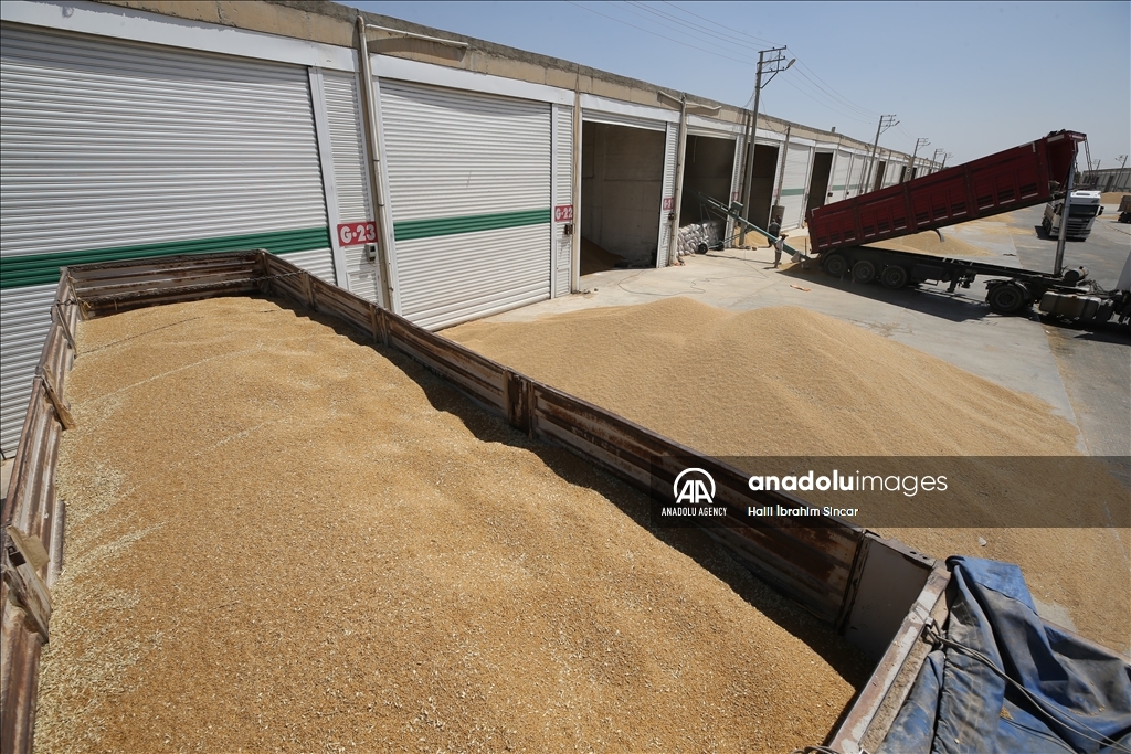 Li Deşta Mêrdînê xêr û bereketa genim zêde ye