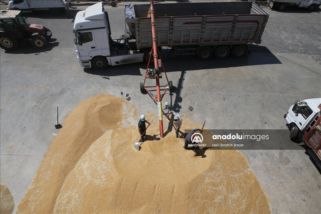 Li Deşta Mêrdînê xêr û bereketa genim zêde ye